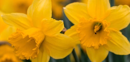 Regular Cup or Trumpet Daffodils