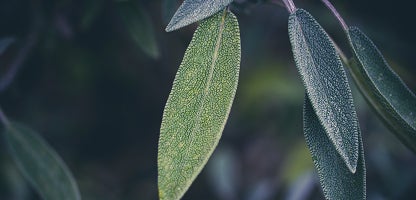 Sage