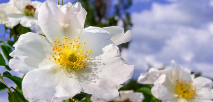 Sasanqua Camellias