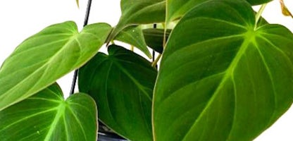 Philodendron hederaceum