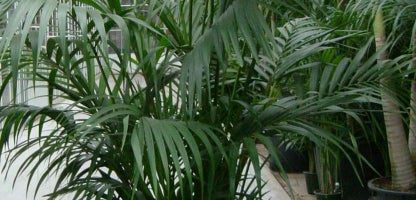 Kentia Palm (Howea fosteriana)