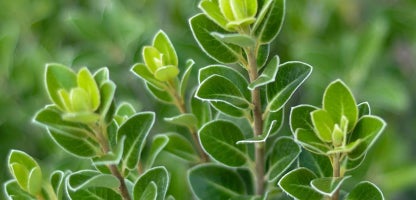 Pittosporum stephens island