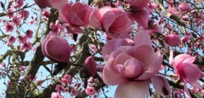 Magnolia Iolanthe