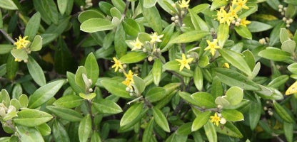 Corokia Geentys Green