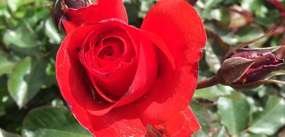 Floribunda Rose
