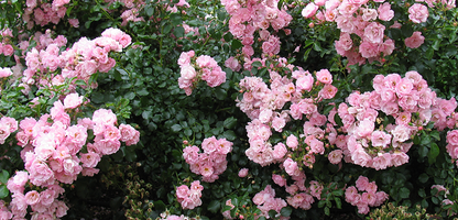 Carpet Rose