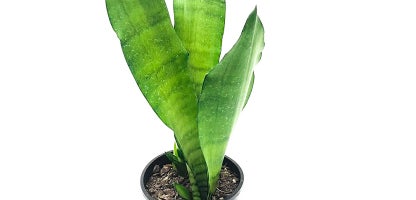 Sansevieria moonshine