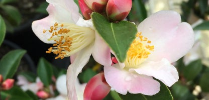 Hybrid Camellias
