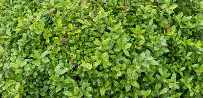 Pittosporum Golf Ball