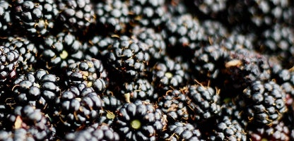 Summer Fruiting Varieties