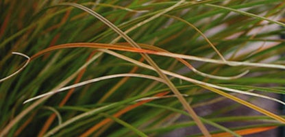 Carex Testacea