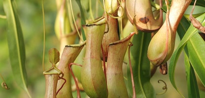 Pitcher Plant