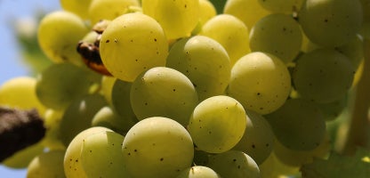 Lakemont Seedless