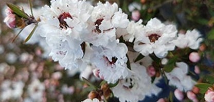 Snow Flurry