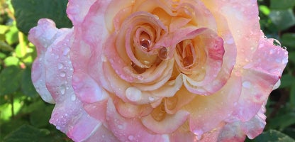 Hybrid Tea Rose