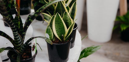Sansevieria lotus