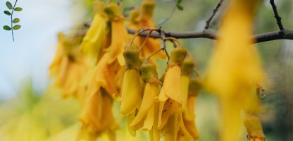 Sophora tetraptera