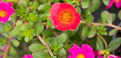 Masses of flower Portulaca
