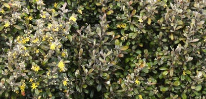 Corokia Frosted Chocolate