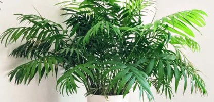 Parlour Palm (Chamaedorea elegans)