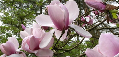 Magnolia Brixton Belle