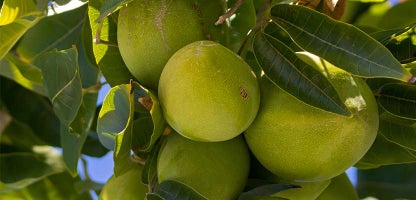 Granny Smith