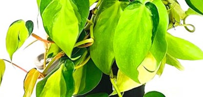 Philodendron brasil
