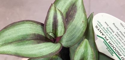 Tradescantia Zebrina