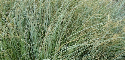 Carex frosted curls