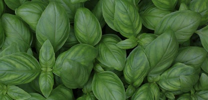 Sweet Basil
