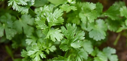 Coriander
