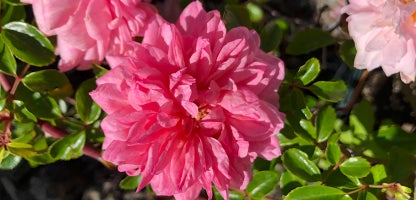 Old Fashioned Rose