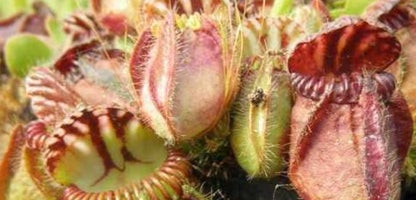 Albany Pitcher Plant