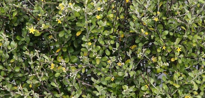 Corokia Emerald N Jade