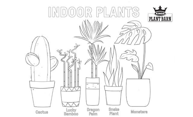 Indoor Plants