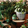 Winter Care & Style - Indoor Plants