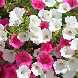 Petunias