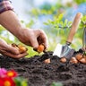 All About Spring Bulbs