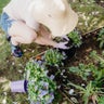 Monthly Gardening Checklist