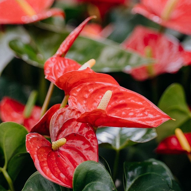 order house plants online Potted house plant main image 0