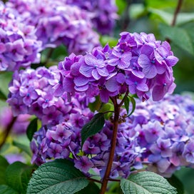 Hydrangea
