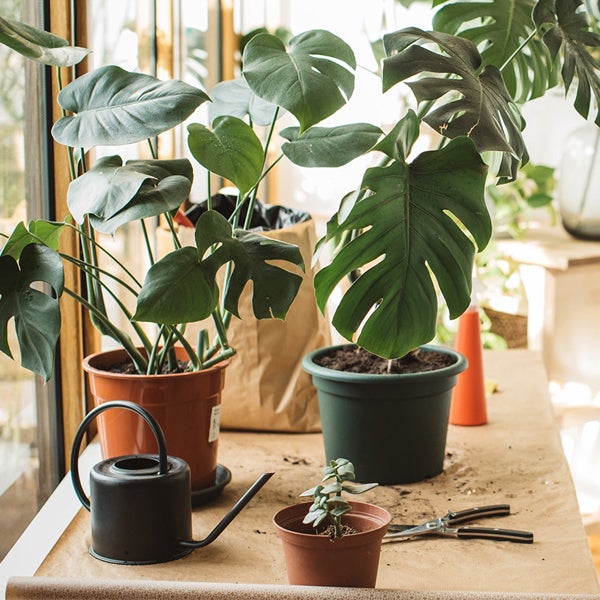 Monstera Deliciosa (fruit Salad Plant) - 140mm | Foliage | Kings Plant Barn  | NZ Garden Centres, Shop Online, Cafes