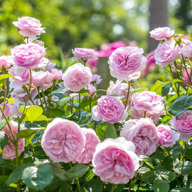New Season Roses