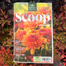 Autumn Scoop 2026