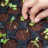 A Quick Guide to Growing from Seed