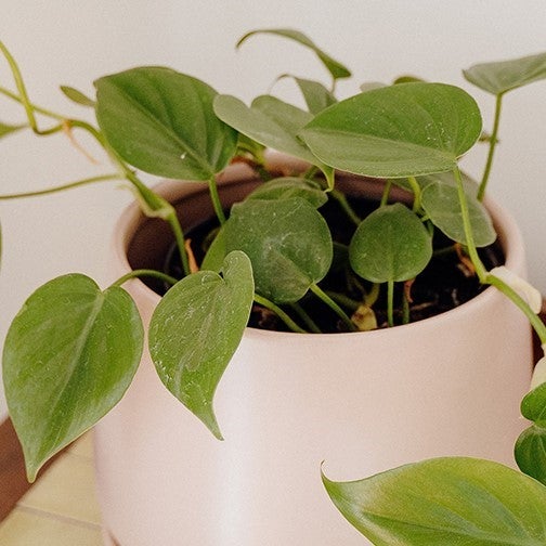 blush philodendron Philodendron squamicaule Blushing