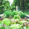 Starting Your First Veggie Garden