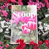 Autumn Scoop Magazine