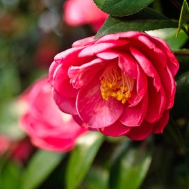 Camellias