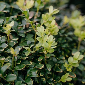 Eugenia Ventenatii (lilly Pilly) - 4l | Hedging | Kings